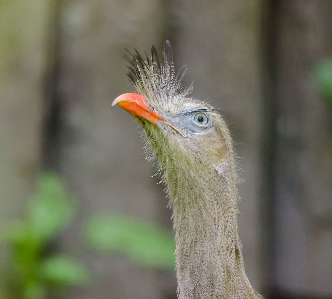 Red-legged Seriema on top of the world, Zoo Parc Overloon  Cariama cristata,Europe,Netherlands,Red-legged Seriema,Zoo Parc Overloon