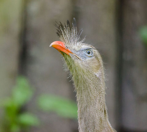 Red-legged Seriema on top of the world, Zoo Parc Overloon  Cariama cristata,Europe,Netherlands,Red-legged Seriema,Zoo Parc Overloon