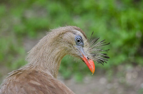 Red-legged Seriema closeup, Zoo Parc Overloon  Cariama cristata,Europe,Netherlands,Red-legged Seriema,Zoo Parc Overloon