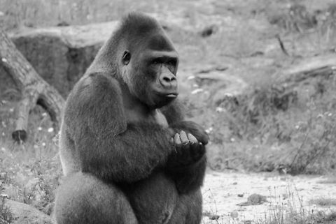 Male Gorilla sitting down The pack leader of a troup of Gorillas oversees the feeding ritual. Apenheul,Apes,Gorilla,Gorilla gorilla,Western gorilla,black and white
