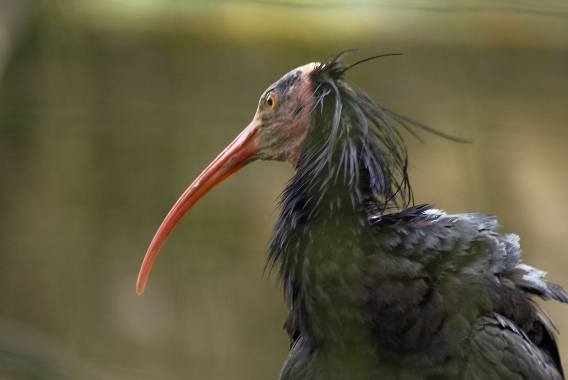 Northern Bald Ibis (Geronticus eremita) This Bald Ibis is a critically endangered bird species that differentiates a lot from other Ibis birds by their unfeathered head and long curved bill. Apenheul,Birds,Geronticus eremita,Hermit Ibis,Ibis,Northern Bald Ibis,Waldrapp