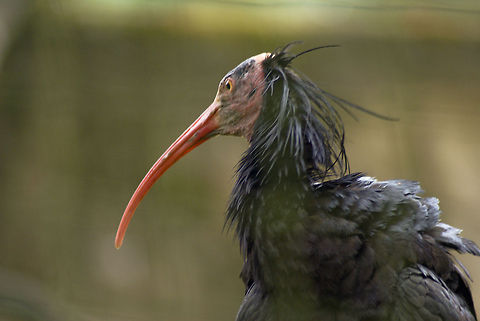 Northern Bald Ibis (Geronticus eremita) This Bald Ibis is a critically endangered bird species that differentiates a lot from other Ibis birds by their unfeathered head and long curved bill. Apenheul,Birds,Geronticus eremita,Hermit Ibis,Ibis,Northern Bald Ibis,Waldrapp