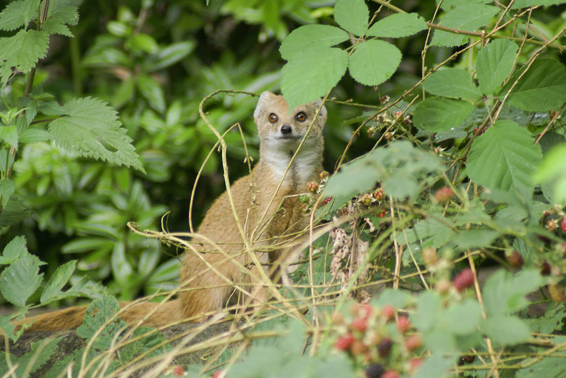 Yellow Mongoose (Cynictis penicillata) Sometimes also called the &quot;Red Meerkat&quot;. Apenheul,Cynictis penicillata,Mongoose,Yellow Mongoose