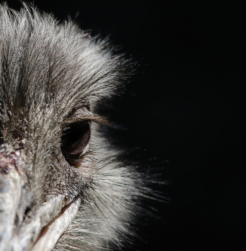 Greater Rhea eye closeup, Zoo Parc Overloon Look very deeply into a bird&#039;s eyes and you will discover a dinosaur (all birds originate from dinosaurs). Europe,Greater Rhea,Netherlands,Rhea americana,Zoo Parc Overloon