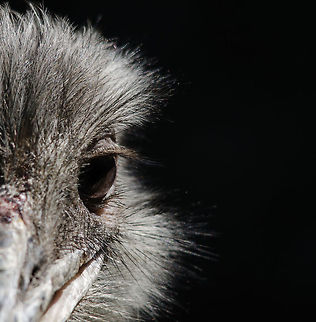 Greater Rhea eye closeup, Zoo Parc Overloon Look very deeply into a bird's eyes and you will discover a dinosaur (all birds originate from dinosaurs). Europe,Greater Rhea,Netherlands,Rhea americana,Zoo Parc Overloon
