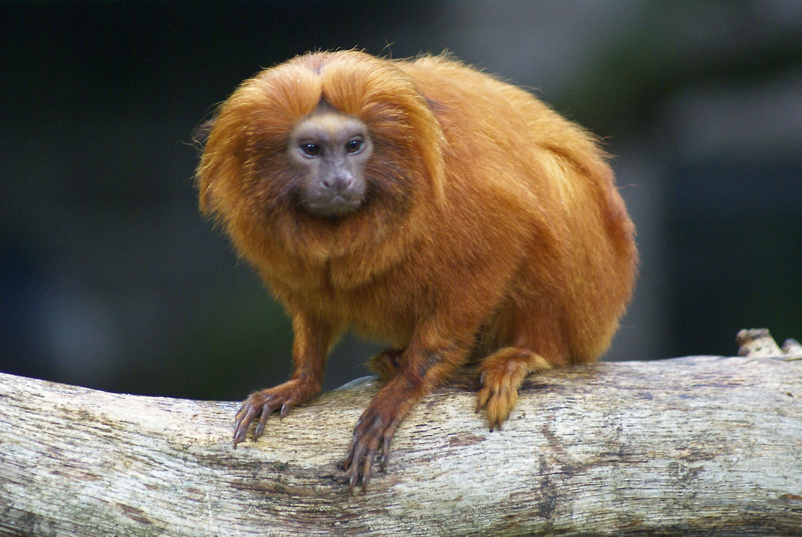 Golden Lion Tamarin (Leontopithecus rosalia) A beautiful creature with bright orange manes and very long claws, but unfortunately endangered. Apenheul,Golden Lion Tamarin,Golden Marmoset,Leontopithecus Rosalia,Monkeys
