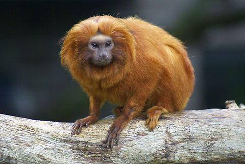 Golden Lion Tamarin (Leontopithecus rosalia) A beautiful creature with bright orange manes and very long claws, but unfortunately endangered. Apenheul,Golden Lion Tamarin,Golden Marmoset,Leontopithecus Rosalia,Monkeys