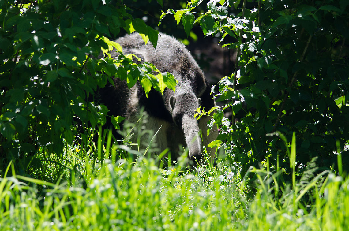 Giant Anteater, Zoo Parc Overloon I&#039;ve waited close to an hour for this giant anteater to get outside in this zoo. Unfortunately, it only briefly appeared and several things blocked my view, so this poor shot is all I have. I am truly intrigued by this mammal, it is one of few mammal species that I experience as &quot;alien&quot;, so weird that you can&#039;t keep your eyes of it. And, it really is very large. Europe,Giant anteater,Myrmecophaga tridactyla,Netherlands,Zoo Parc Overloon