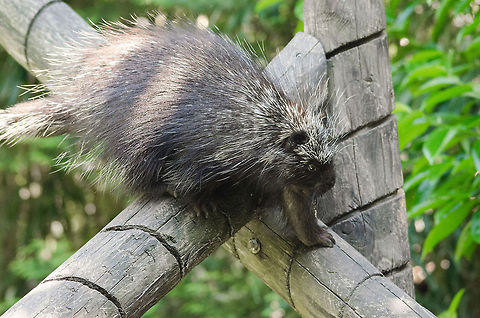 North American porcupine, Zoo Parc Overloon We waited 20 minutes for this porcupine to come out of its cage, after which it did a 1 minute round, and went back in. This species is known for its high tolerance to a wide range of temperatures. Erethizon dorsatum,Europe,Netherlands,North American porcupine,Zoo Parc Overloon