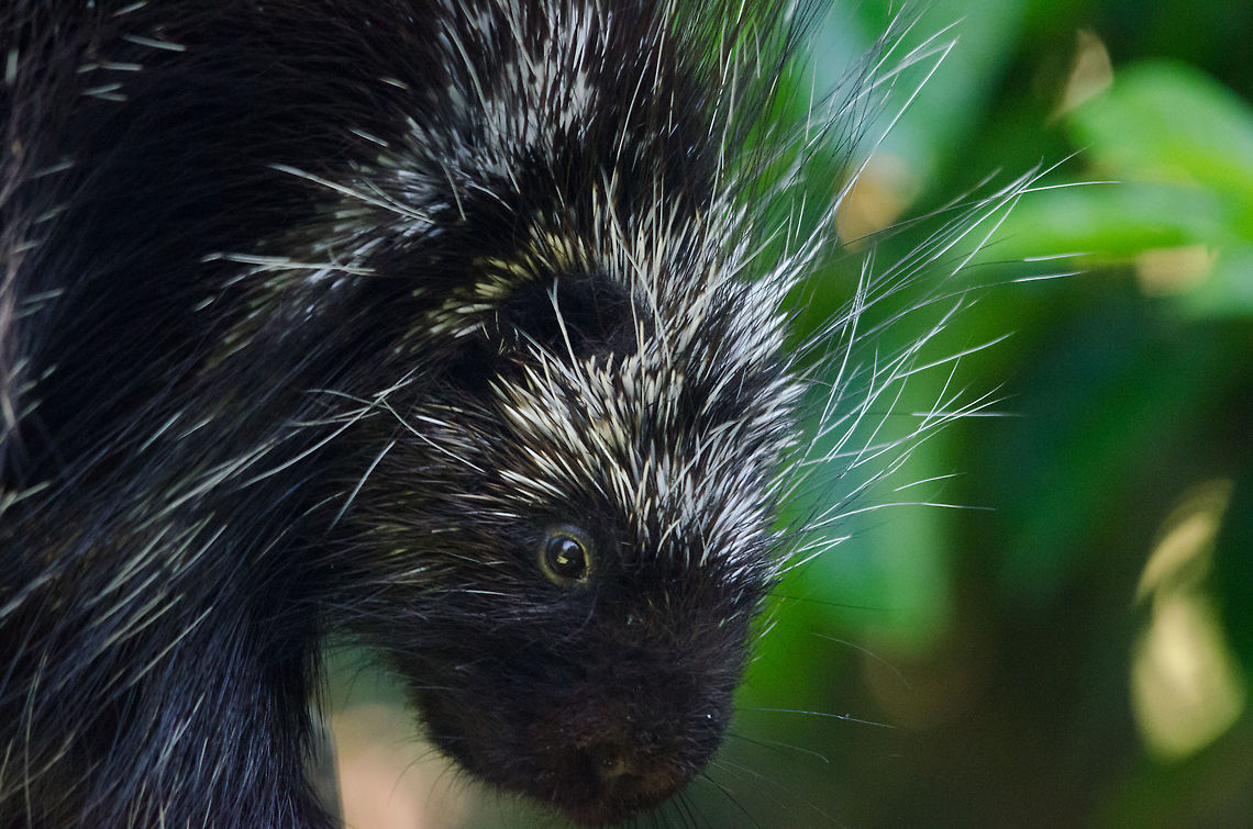 North American porcupine closeup, Zoo Parc Overloon This species has 3 defense strategies at its disposal:<br />
<br />
- To flee the scene (by climbing into a tree)<br />
- To give intense warning sounds<br />
- If none of that helps, to raise all its spikes and release odor. Erethizon dorsatum,Europe,Netherlands,North American porcupine,Zoo Parc Overloon