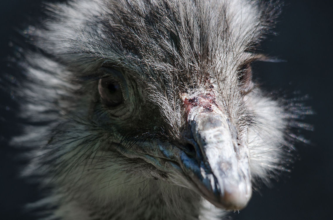 Greater Rhea closeup, Zoo Parc Overloon  Europe,Greater Rhea,Netherlands,Rhea americana,Zoo Parc Overloon