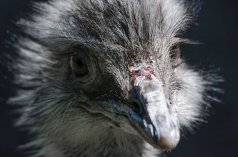 Greater Rhea closeup, Zoo Parc Overloon  Europe,Greater Rhea,Netherlands,Rhea americana,Zoo Parc Overloon