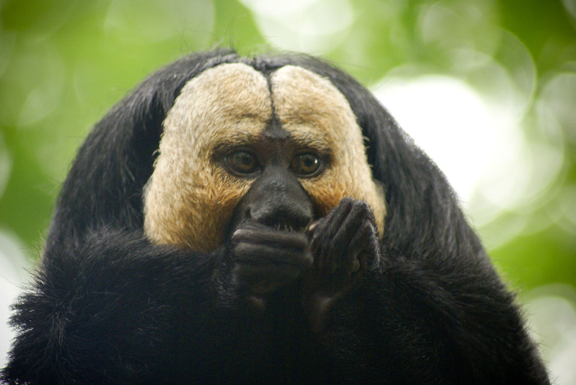 White-faced Saki (Pithecia pithecia) This monkey has made its way to several &quot;Weird animal&quot; lists. Due to these animals being extremely shy their conservation status is anyone&#039;s guess. Saki couples bond for life. Apenheul,Monkeys,Pithecia pithecia,White-faced saki