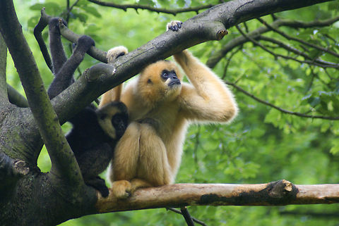 Female Northern White-cheeked Gibbon (Nomascus leucogenys) A female Northern White-cheeked Gibbon protects her son whilst observing the area. These species are native to parts of Vietnam, where only a small population is left.  Apenheul,Gibbon,Nomascus leucogenys,Northern white-cheeked gibbon