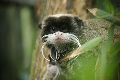 Emperor Tamarin (Saguinus imperator) Called "Emperor" of course for their moustache. These guys live in small groups led by a female, who.....yes. also has a moustache :) Apenheul,Emperor Tamarin,Monkeys,Saguinus imperator