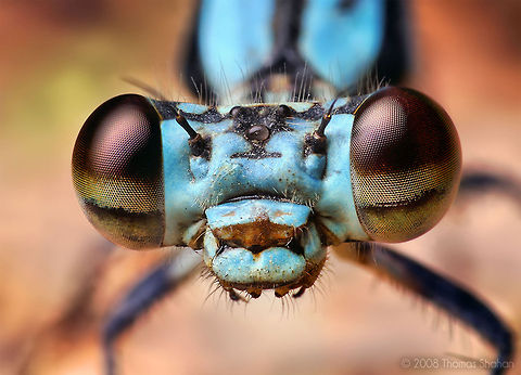 Damselfly - Zygoptera By Thomas Shahan (http://thomasshahan.com) Fly,Insects,Macro,Odonata,United States of America