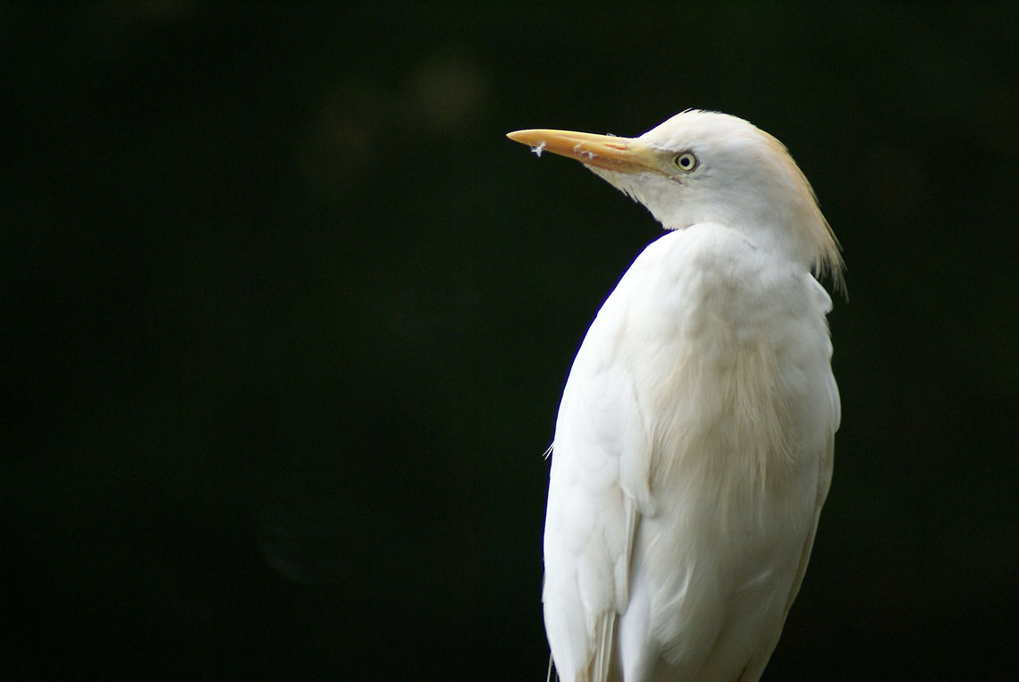 White Egret White Egret at the Apenheul primate park, the Netherlands. Birds,Bubulcus ibis,Cattle egret,Egret