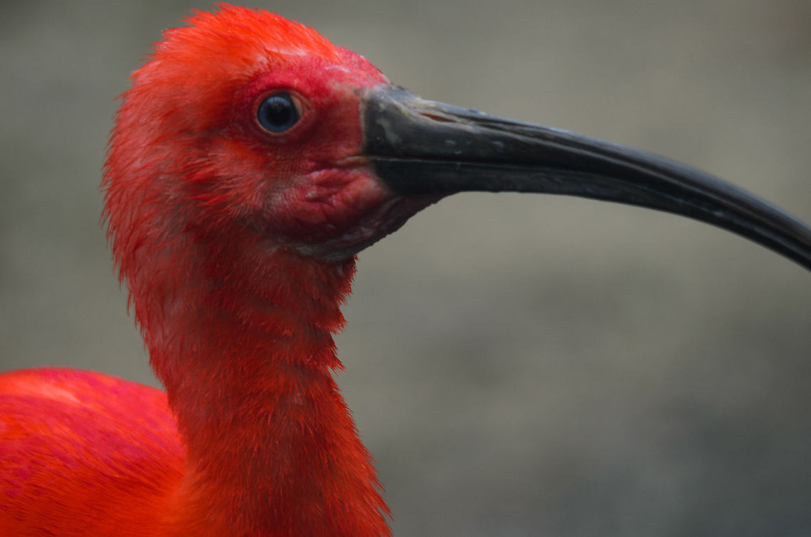 Scarlet Ibis portrait, Zoo Parc Overloon I had no idea that they have these human-like blue eyes :) Eudocimus ruber,Europe,Netherlands,Ouwehands,Scarlet Ibis