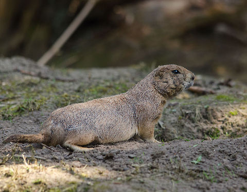 Black-tailed prairie dog, Zoo Parc Overloon Named after their barking sound when in distress. Europe,Netherlands,Zoo Parc Overloon