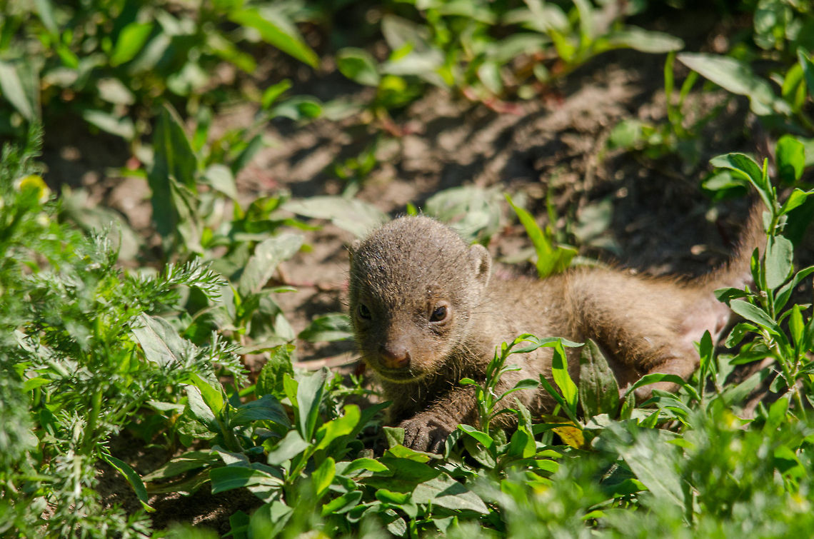 Baby Banded Mongoose, Zoo Parc Overloon  Banded Mongoose,Europe,Mungos mungo,Netherlands,Zoo Parc Overloon