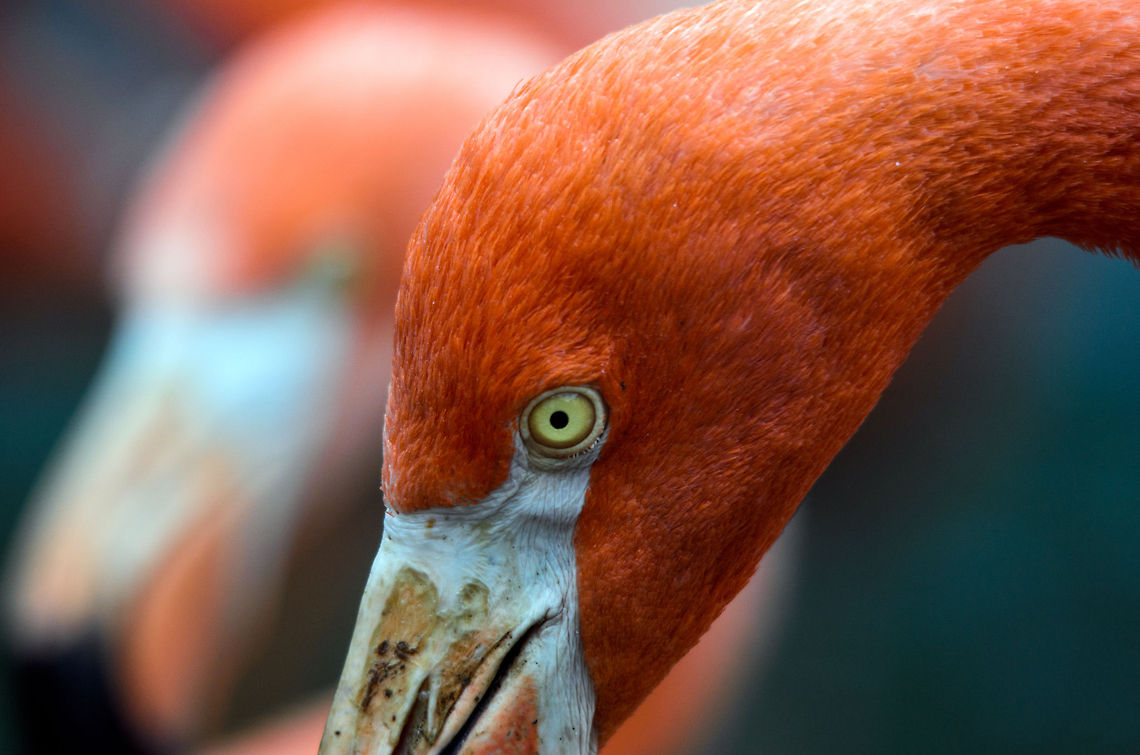 Great Flamingo closeup (side view), Zoo Parc Overloon  Europe,Greater Flamingo,Netherlands,Ouwehands,Phoenicopterus roseus