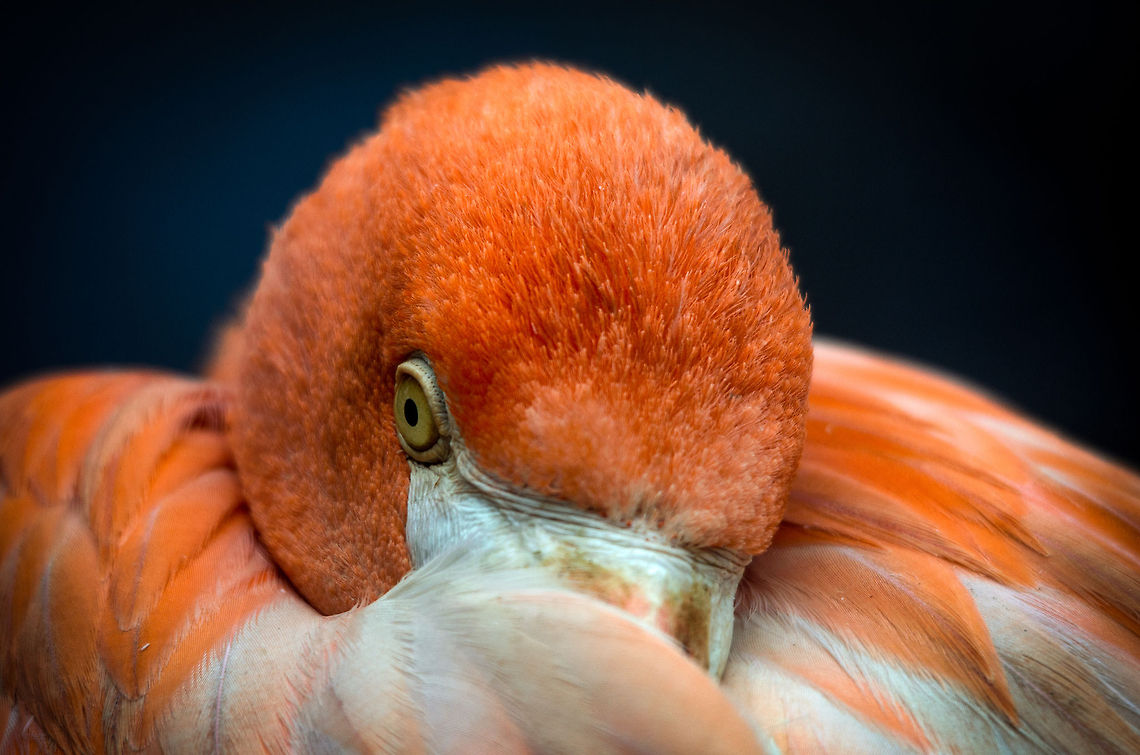 Greater Flamingo hiding in feathers, Zoo Parc Overloon  Europe,Greater Flamingo,Netherlands,Ouwehands,Phoenicopterus roseus