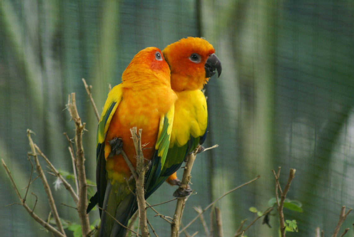 Sun Parakeet Couple (Aratinga Solstitialis) Captured in Kuala Lumpur Bird Park, Malaysia. Aratinga Solstitialis,Aratinga solstitialis,Birds,Malaysia,Sun Conure,Sun Parakeet