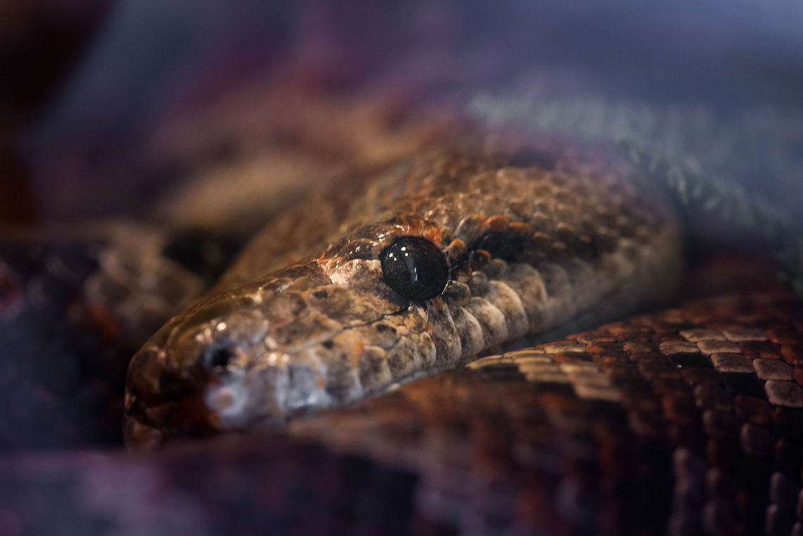 Hispaniolan boa (Haitian sub species) in Reptile Zoo Iguana, Vlissingen, Netherlands  Epicrates striatus,Europe,Geotagged,Netherlands,The Netherlands,Vlissingen