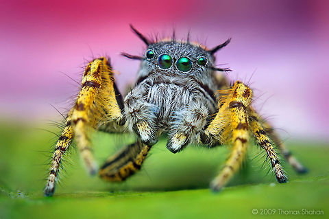 Adult Male Phidippus mystaceus Jumping Spider By Thomas Shahan (http://thomasshahan.com) Araneae,Arthropoda,Insects,Macro,Phidippus mystaceus,Spider,United States of America