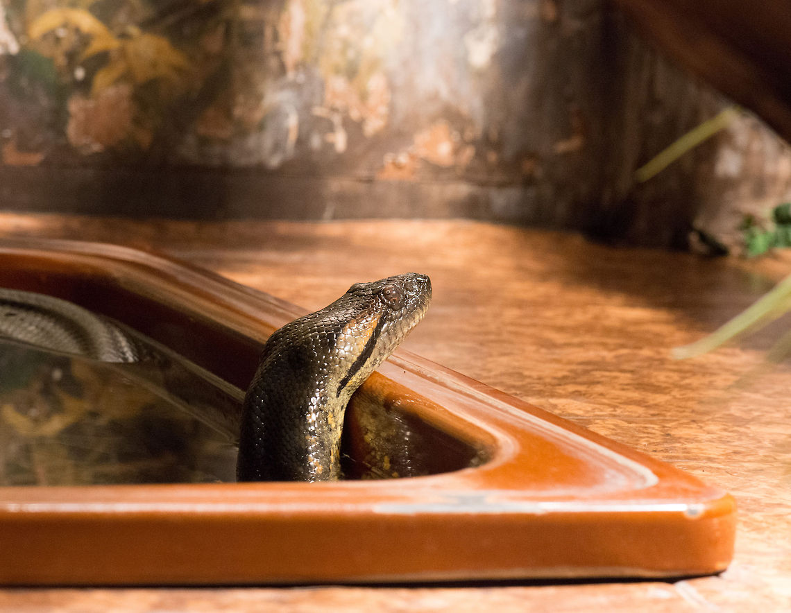 Green anaconda checking on latest food status, Reptile Zoo Iguana  Eunectes murinus,Europe,Green Anaconda,Netherlands,Vlissingen