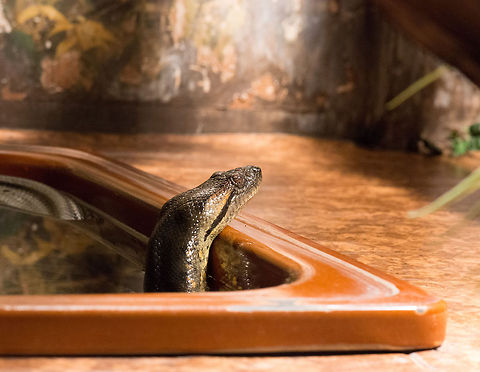 Green anaconda checking on latest food status, Reptile Zoo Iguana  Eunectes murinus,Europe,Green Anaconda,Netherlands,Vlissingen