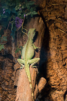 Chinese Water Dragon in Reptile Zoo, Netherlands  Chinese Water Dragon,Europe,Netherlands,Physignathus cocincinus,Vlissingen