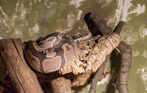 Ball Python at rest, Reptile Zoo Iguana  Ball python,Europe,Netherlands,Python regius,Vlissingen