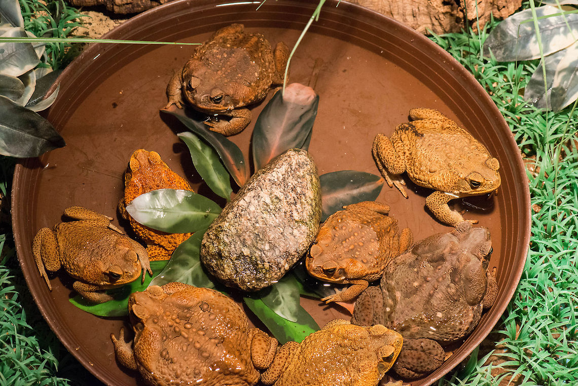 Gathering of Cane Toads, Reptile Zoo "Iguana", Vlissingen  Cane toad,Europe,Netherlands,Rhinella marina,Vlissingen
