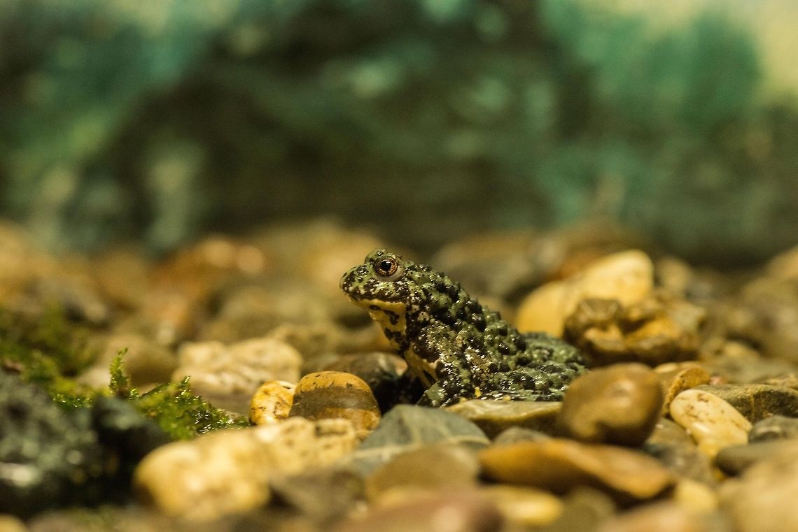 Oriental Fire-bellied Toad at Reptile Zoo "Iguana", Vlissingen  Bombina orientalis,Europe,Netherlands,Oriental Fire-bellied Toad,Vlissingen