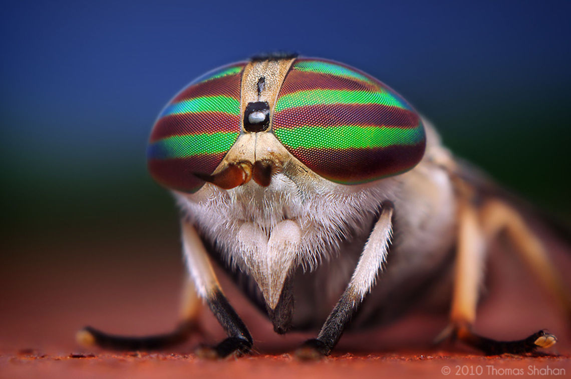 Female Horse Fly - Tabanus lineola By Thomas Shahan (http://thomasshahan.com). Heyyy, I watch toooo muuucchhhh tellleeeviiissiioonnnnn Diptera,Fly,Hexapoda,Insects,Macro,Tabanus lineola