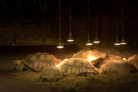 African spurred tortoise "sunbathing" in Reptile Zoo Iguana, Vlissingen A gathering of the largest land tortoises on the planet. The reason this family is stationed at this Reptile Zoo is that somebody illegally imported them into the Netherlands. As sending them back was no option in this case, the Reptile Zoo has provided a sanctuary for them. They even managed to reproduce.  African spurred tortoise,Centrochelys sulcata,Europe,Netherlands,Vlissingen