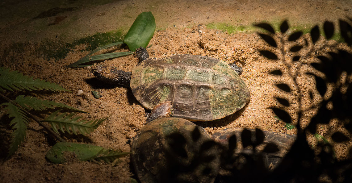Western Twist-necked Turtle in reptile zoo Iguana, Vlissingen  Europe,Netherlands,Platemys platycephala,Twist-necked turtle,Vlissingen