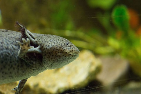 Axolotl