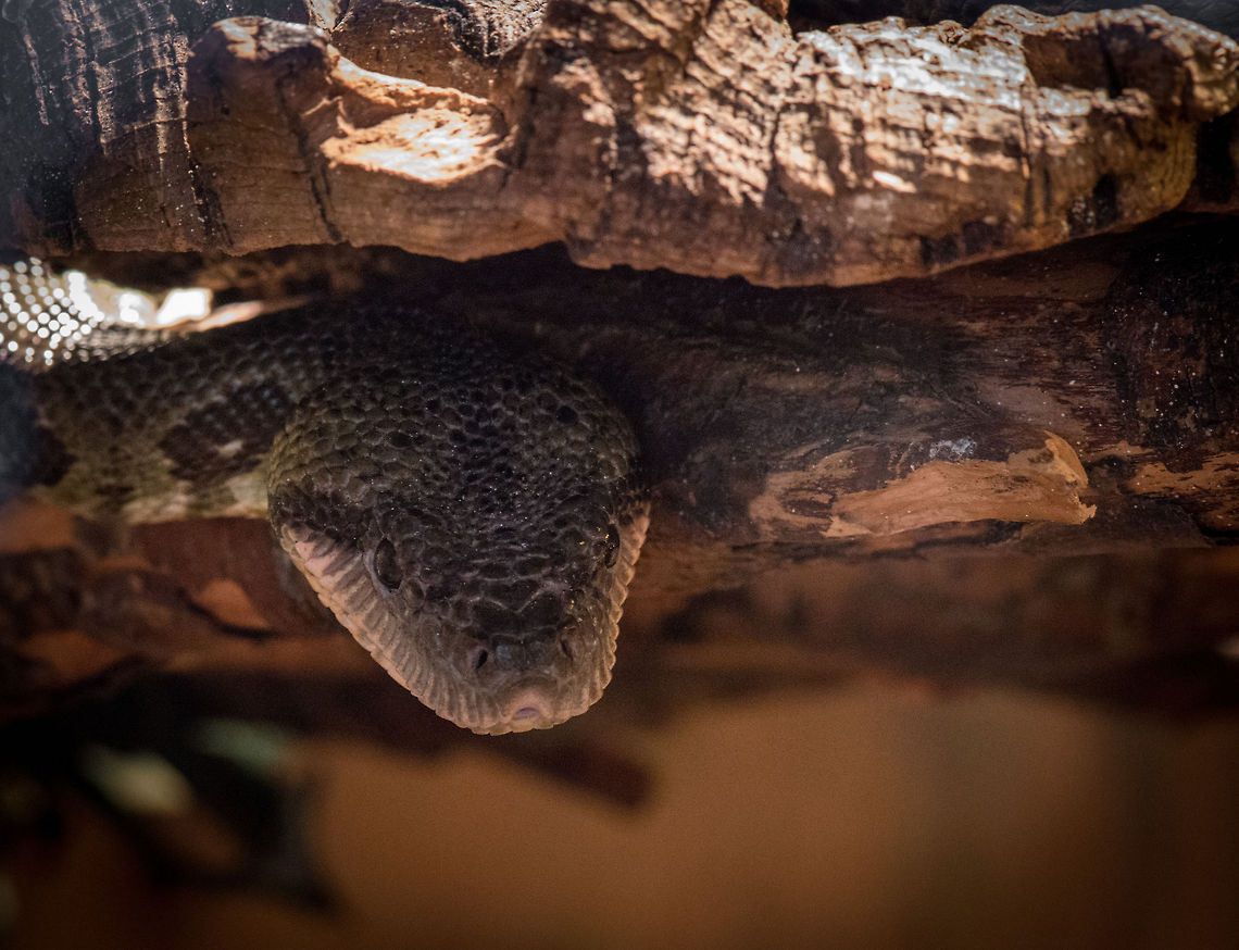 Malagasy Tree Boa in Reptile Zoo "Iguana", Vlissingen  Europe,Netherlands,Sanzinia madagascariensis,Vlissingen