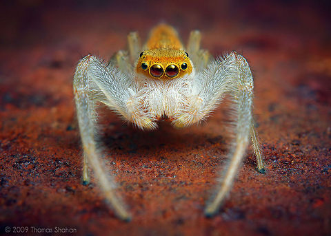 Male Hentzia mitrata Jumping Spider By Thomas Shahan (http://thomasshahan.com) Arthropoda,Insects,Macro,Spider