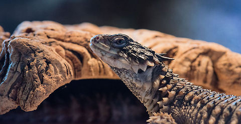 Giant girdled lizard head closeup, Reptile Zoo "Iguana", Vlissingen This spiny lizard only naturally occurs in small pockets of South Africa. Cordylus  giganteus,Europe,Giant girdled lizard,Netherlands,Vlissingen
