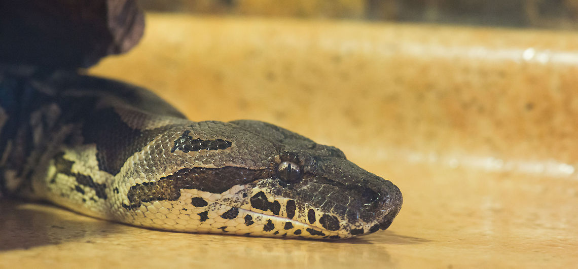 Dumeril's boa head closeup, Reptile Zoo "Iguana", Vlissingen Sorry for the poor quality shots I&#039;ve taken in this reptile zoo, light conditions were quite poor, I still hope you enjoy the species. Boa dumerili,Europe,Netherlands,Vlissingen