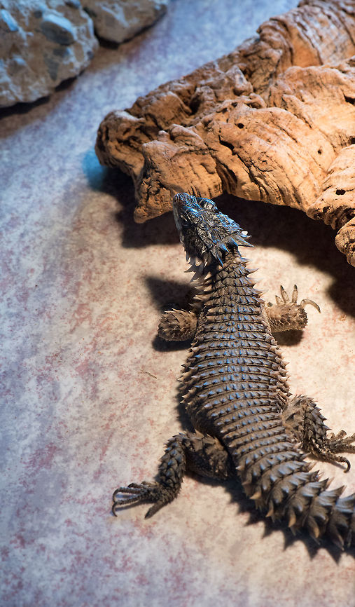 Giant girdled lizard back view, Reptile Zoo "Iguana", Vlissingen  Cordylus  giganteus,Europe,Giant girdled lizard,Netherlands,Vlissingen