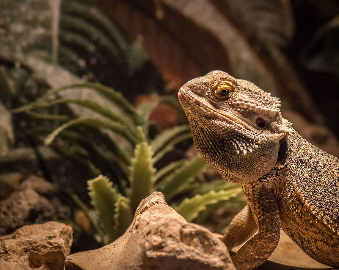 Central Bearded Dragon, Reptile Zoo "Iguana", Vlissingen  Central bearded dragon,Europe,Netherlands,Pogona vitticeps,Vlissingen