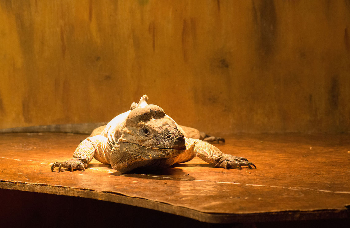 Rhinoceros iguana, Reptile Zoo "Iguana", Vlissingen  Cyclura cornuta,Europe,Netherlands,Rhinoceros iguana,Vlissingen