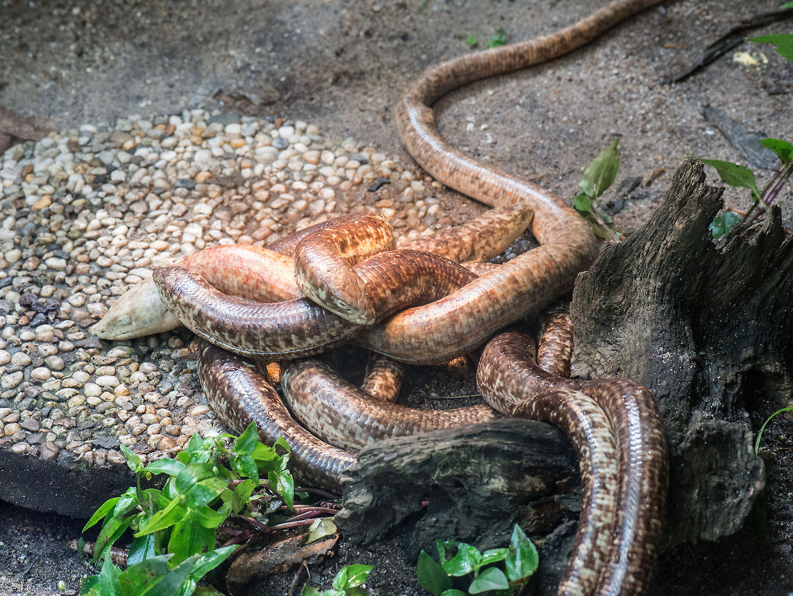 Scheltopusik (Legless lizard) in Reptile Zoo "Iguana", Vlissingen These legless lizards can live up to 50 years in the wild. Europe,Netherlands,Pseudopus apodus,Scheltopusik,Vlissingen