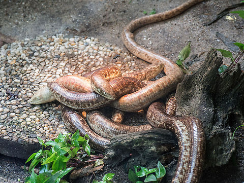 Scheltopusik (Legless lizard) in Reptile Zoo "Iguana", Vlissingen These legless lizards can live up to 50 years in the wild. Europe,Netherlands,Pseudopus apodus,Scheltopusik,Vlissingen