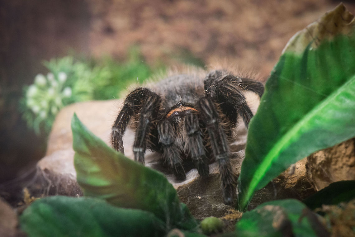 Curlyhair tarantula at Reptile Zoo "Iguana", Vlissingen  Brachypelma albopilosum,Curlyhair tarantula,Europe,Netherlands,Vlissingen