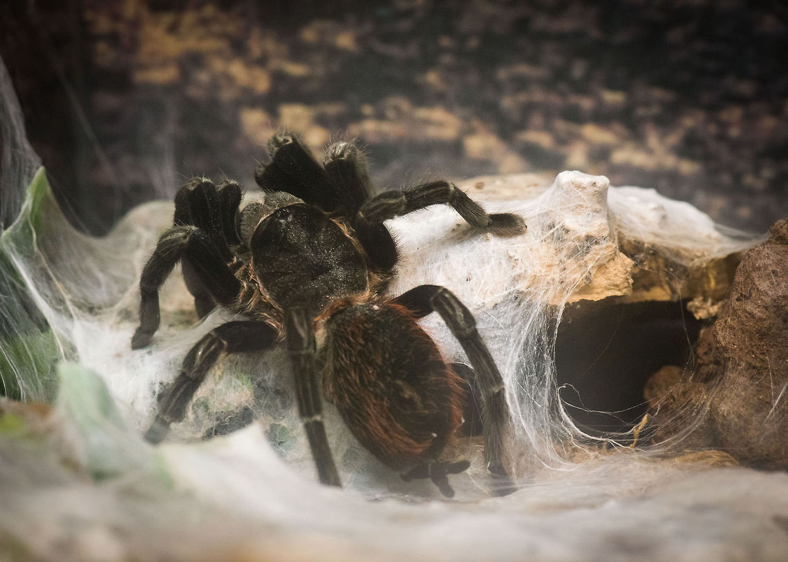 Mexican Black Velvet (Tarantula) at Reptile Zoo "Iguana", Vlissingen  Brachypelma vagans,Europe,Netherlands,Vlissingen